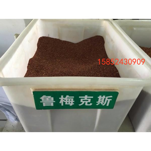 鲁梅克斯种子黑麦草牧草种子紫花苜蓿苏高丹皇竹草四季多年生