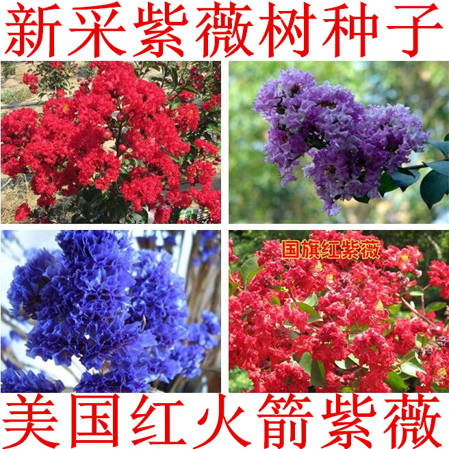 美国红火箭紫薇花速生火球红紫薇种子国旗红百日红粉花紫薇树种子