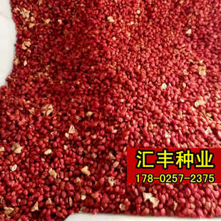 丝绵木种子 北海道冬青 丝棉木树种 丝棉木嫁接桃叶卫矛种子