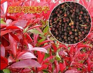 鸀化彩叶种子 红叶石楠种子 红叶石楠球 红罗宾 鲁宾斯 石楠树籽