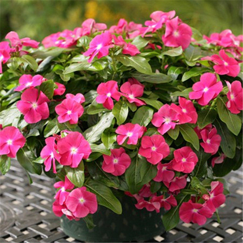 进口垂吊长春花种子日日春 四季春播室内阳台易种盆栽花海花籽