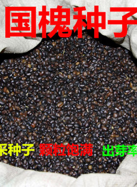 新采国槐种子 速生国槐种子黄花槐 红花槐 刺槐 洋槐紫穗槐树种子