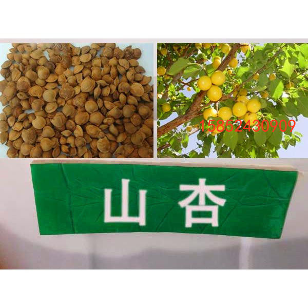 山杏种子 山杏树种 杏核种子 嫁接杏种 野生山杏籽 果树杏树种子