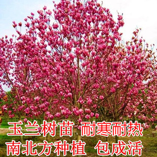 紫玉兰树苗 白玉兰苗 黄玉兰 玉兰花苗 红玉兰小苗 庭院绿化苗木
