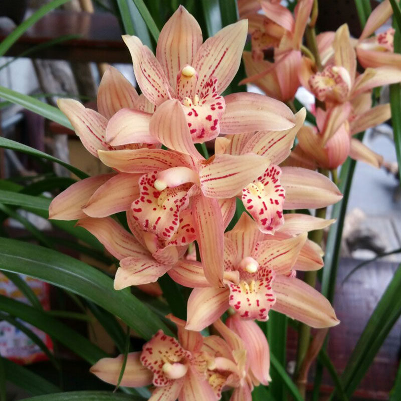 兰花苗带花苞墨兰兰花盆栽花卉植物室内花浓香金边建兰四季兰绿植