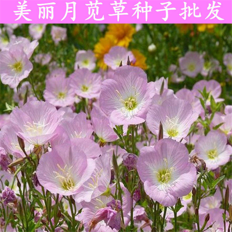 美丽月见草种子粉花多年生宿根花卉种子种春秋播草花种子耐寒花籽