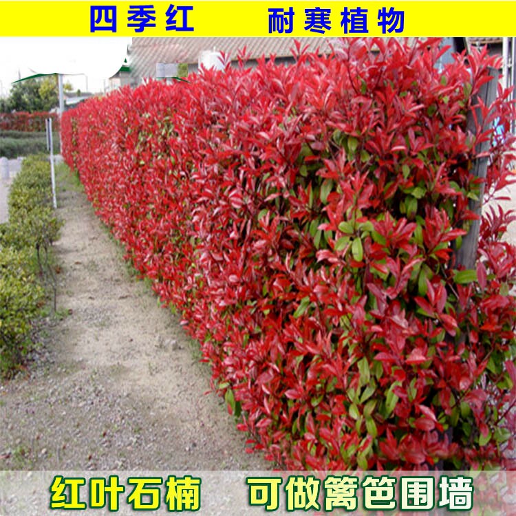 红叶石楠苗小苗围墙绿篱植物高杆四季常青庭院绿化苗木花卉包邮