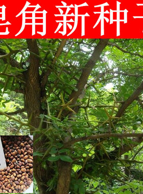 正宗大皂角种子  小中皂角树种子巨刺皂角树种子 皂角米种子包邮