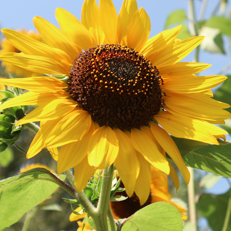 观赏矮向日葵种子彩色葵花种子景观园林庭院四季播易种植物花卉籽