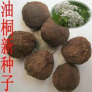 林木种子新采优质油桐种子油桐树种子桐油树种子桐子树光桐木油树