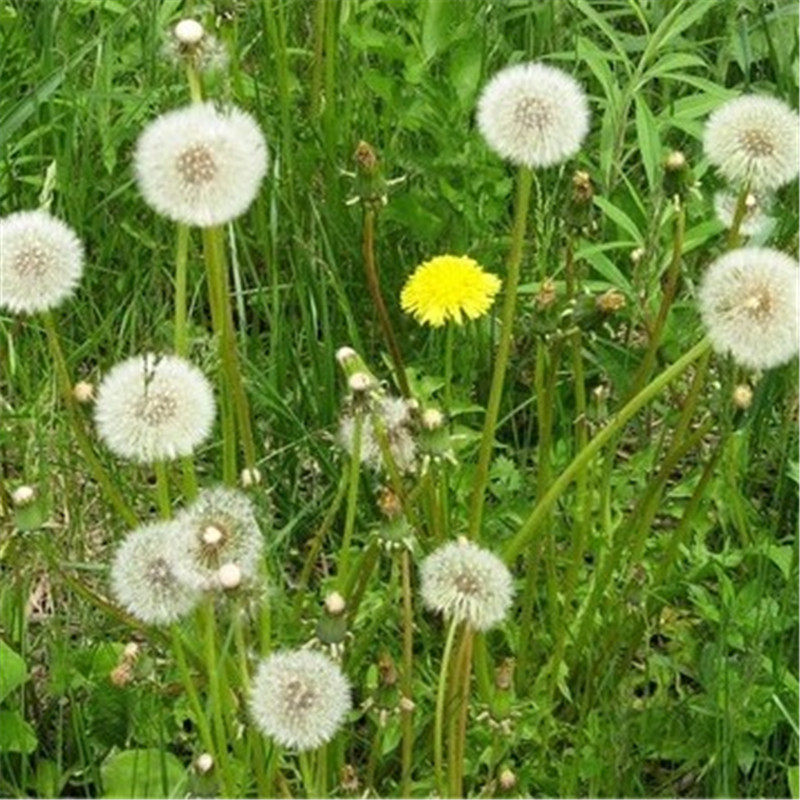新采蒲公英种子野生四季易种食用多年生婆婆丁大叶蒲公英种子包邮