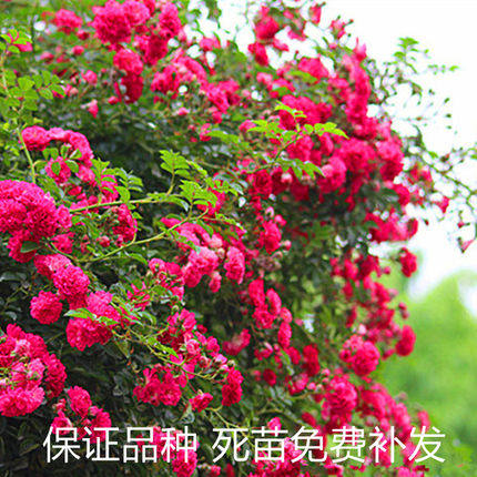 爬藤藤本月季蔷薇苗 梅郎珍珠 庭院爬墙攀援植物花期长花量大地栽