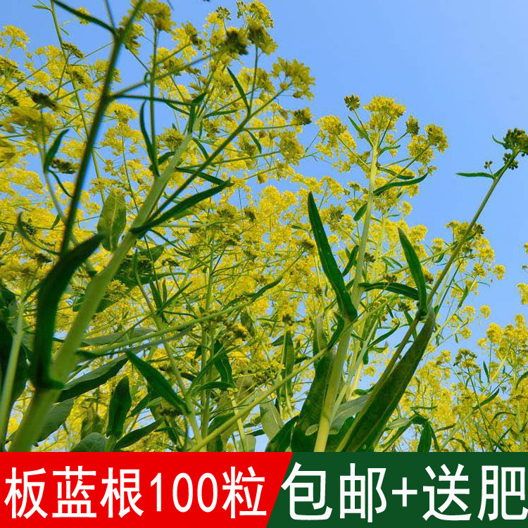 溢芳种业出售药材种籽林木种板蓝根种子别名靛青根蓝靛根大青根