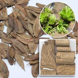 新采林木树种药材杜仲种子 别称:丝楝树皮 丝棉皮 棉树皮 胶树