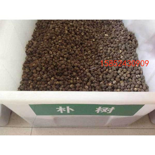 小叶朴树种子 新采大叶朴树 沙朴净种子 珊瑚朴 红皮朴树籽 包邮