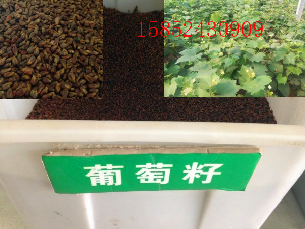 葡萄种子籽 提子种子 蔬菜盆栽水果提子室内阳台盆栽庭院四季播种