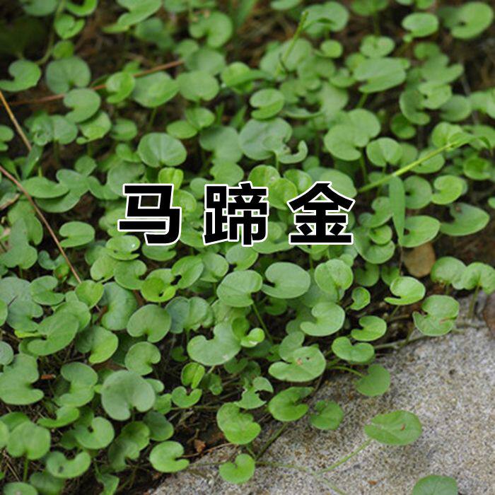 户外马蹄金种子金钱草垂吊心形铜钱草黄吊兰多年生耐阴护坡草坪