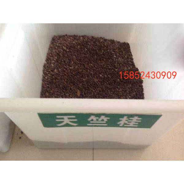 新采天竺桂种子 绿化行道林木苗木植物树种子 新采种子高芽率