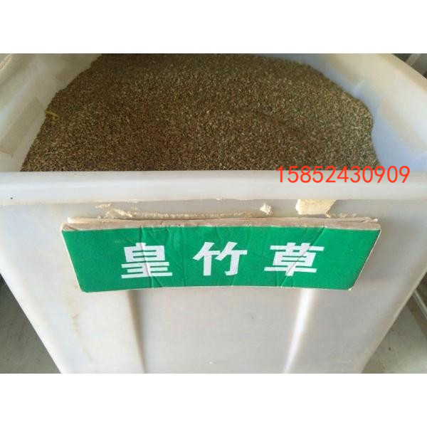 皇竹草种子黑麦草牧草种子紫花苜蓿苏高丹墨西哥玉米草四季多年生
