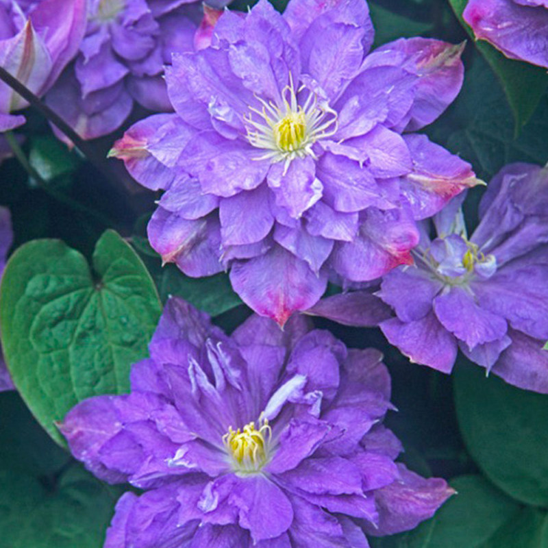 波兰品种铁线莲花苗蓝色风暴新枝单瓣老枝重瓣早花大花喜光爬藤花