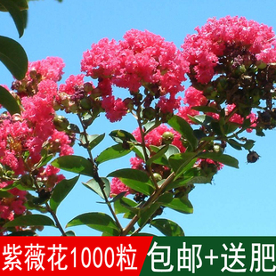 出售新采小灌木树籽紫薇种子紫薇花别名百日红种子满堂红痒痒树