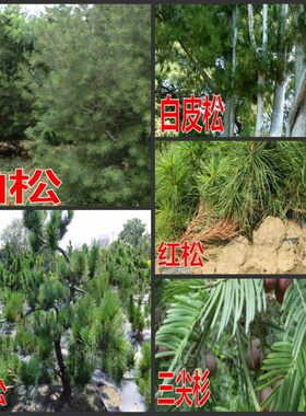 日本盆景易种油松包邮