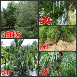红松三尖杉 日本黑松种子 盆景松树油松种子白皮松种子易种 包邮