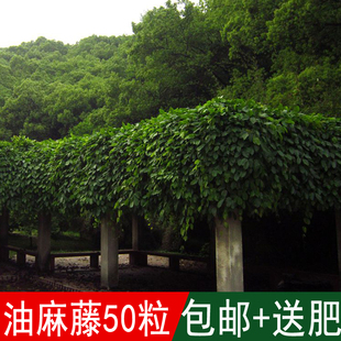 四季常青爬藤类攀援植物树种油麻藤种子牛马藤大血藤雀儿花常绿