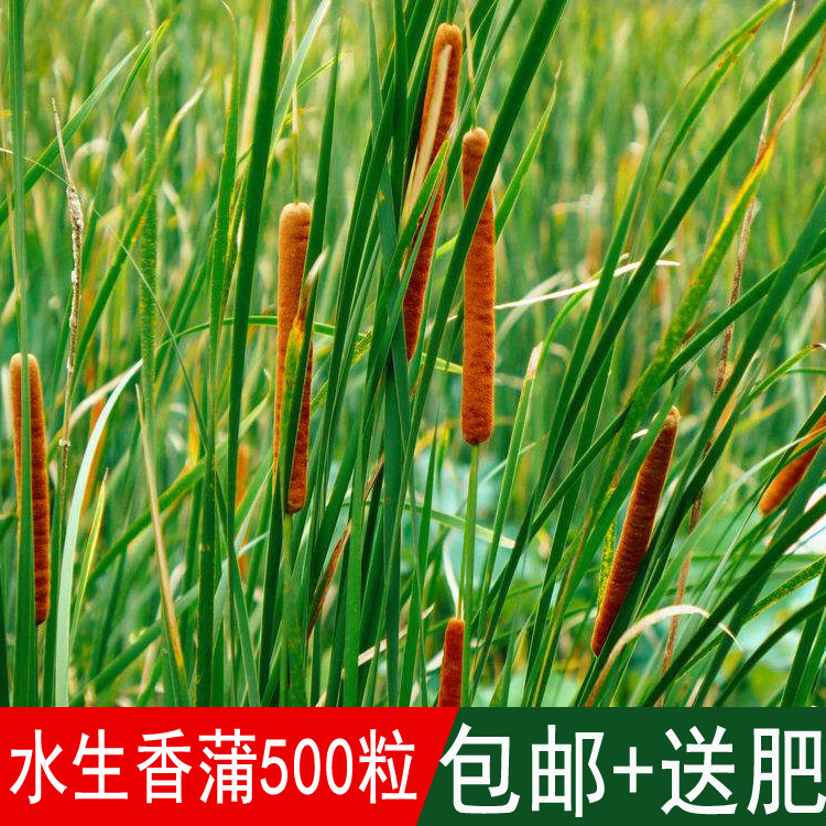 出售水生花卉香蒲种子东方香蒲四季可播多年生草本植物包邮