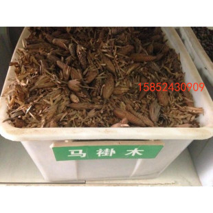 当年新采马褂木种子 双飘树 鹅掌楸 绿化行道林木苗木彩叶树种子
