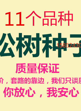 松树种子黑松雪松油松金钱松马尾松湿地松白皮松落叶松红松华山松