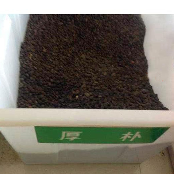 厚朴种子 日本厚朴种子 药材种子 园林绿化树种子包邮