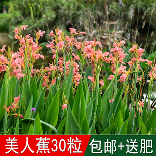 水生花卉籽水生美人蕉种子四季可播粉色美人蕉红艳蕉小花小芭蕉