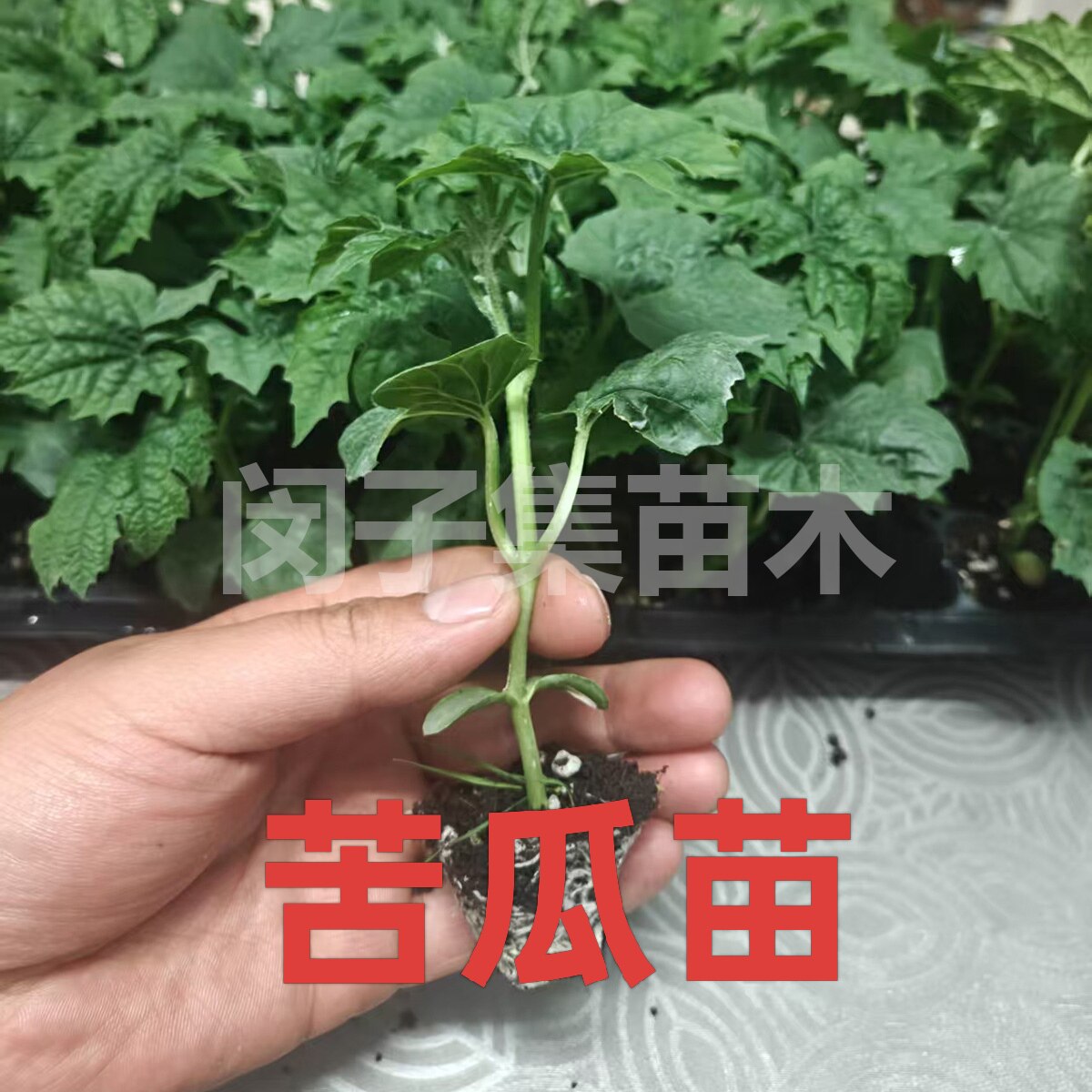 长绿苦瓜苗带土秧苗四季种植春季蔬菜秧苗翠绿苦瓜苗种子耐寒耐热