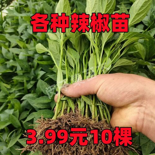 薄皮菜椒苗青皮椒苗朝天椒苗牛角椒苗长线椒苗辣椒秧苗种子辣椒苗