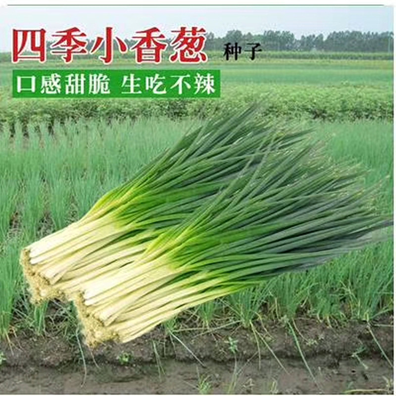 蔬菜四季耐寒耐热盆栽小香葱包邮