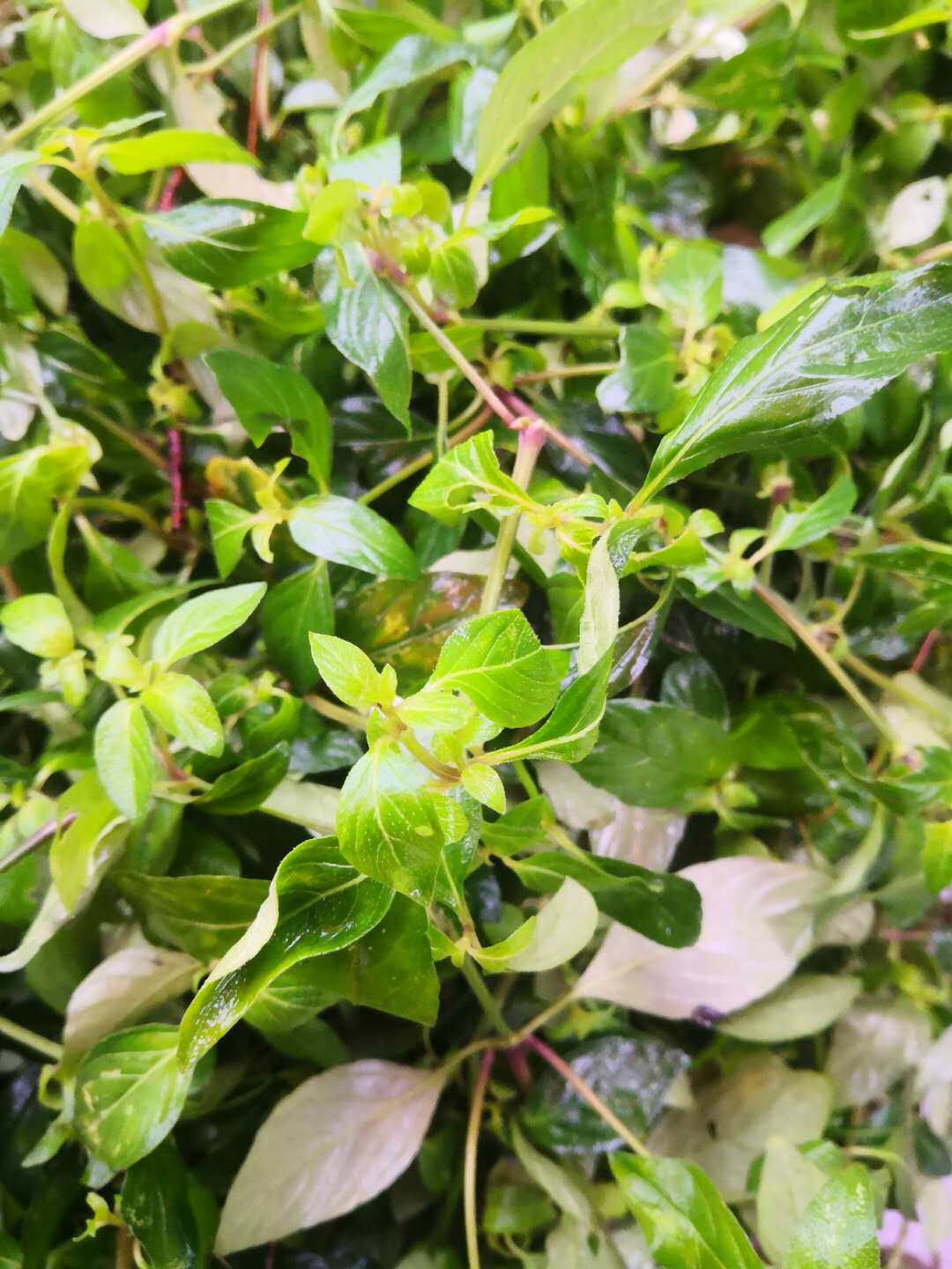 新鲜六角英青蛇仔小青草六角婴孩儿草天然爵床潮汕中草药材包邮