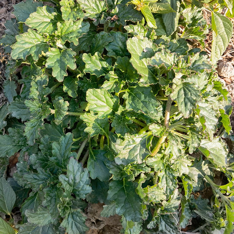 新鲜潮汕苦草圆骨散500g龙胆草