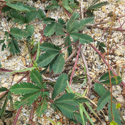 含羞草潮汕鲜红骨感应草枝叶纯根