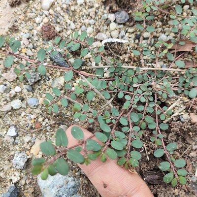 新鲜现摘地锦草奶浆小飞扬草