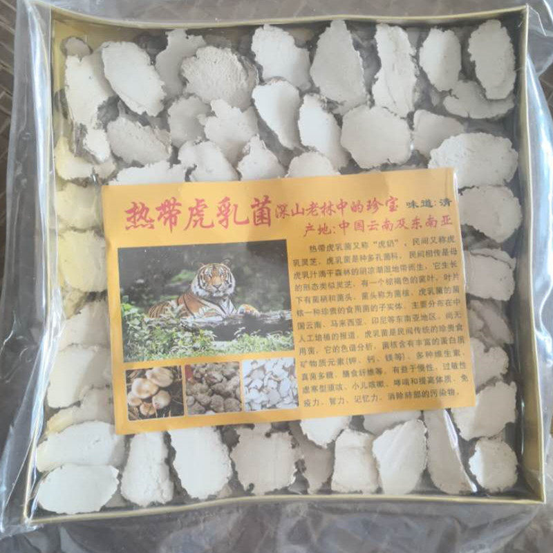 虎奶菌老虎奶乳菌片虎乳灵芝乳菇