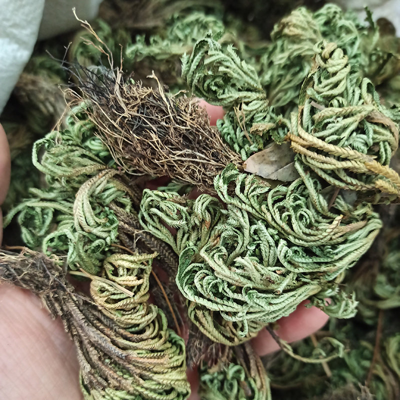 九死回魂草卷柏天然 崖柏岩还阳草 500克包邮中草药石柏干货新鲜