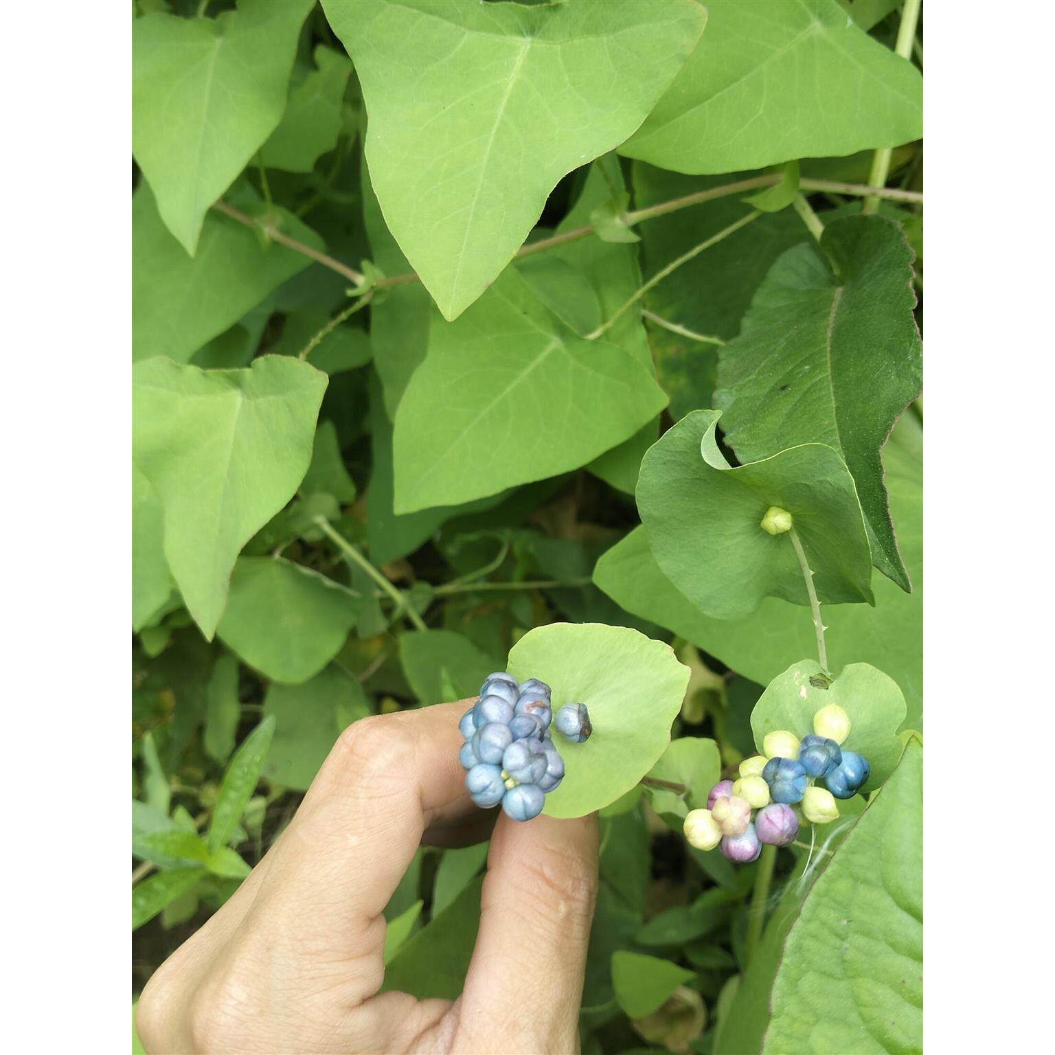 野生杠板归新鲜河白草中草药蛇不过风犁头湿热止痒洗澡蛇倒退包邮