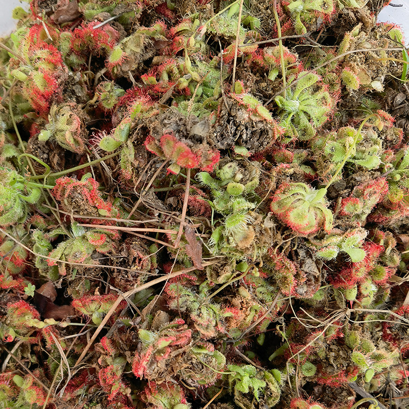 天然新鲜怎地罗野外落地金钱芙蓉