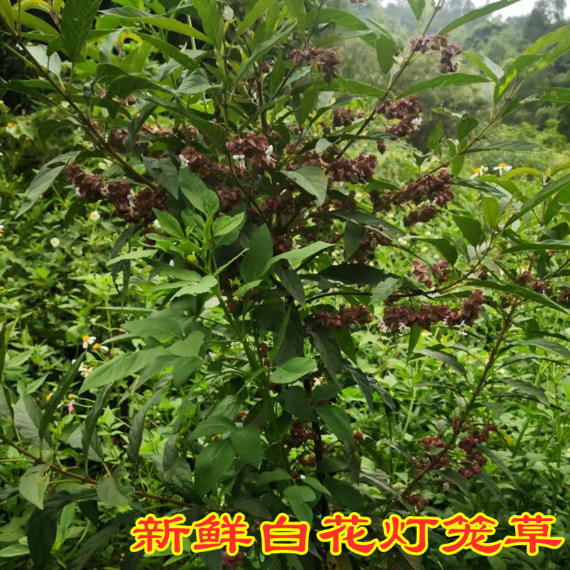 野生白花新鲜中草药500克灯笼草