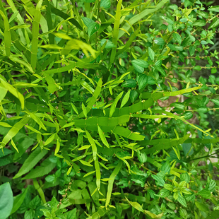 飞天蜈蚣草新鲜正宗潮汕竹节蓼中草药材现采扁叶蓼百足草枝叶500g