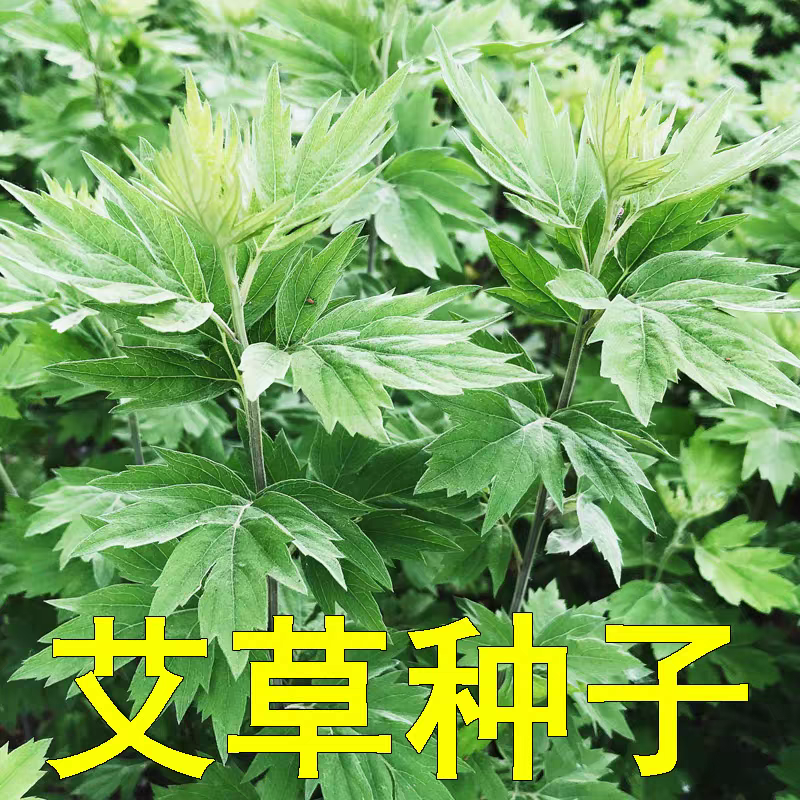 药用艾草种子食用草艾绒香艾草四季种叶艾草艾高艾叶种籽盆栽