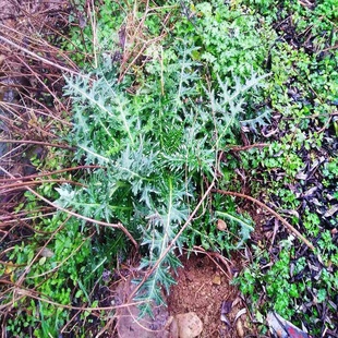 野菜大蓟种子 大刺盖剌儿菜山萝卜将军草鞋刺 土红花牛口刺根草药