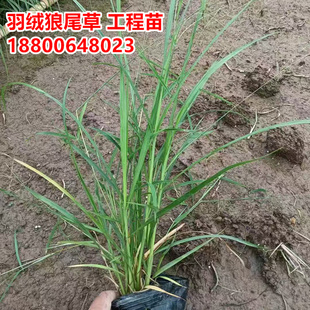 300盆羽毛绒狼尾草苗袋苗盆苗羽绒芒草野生观赏花草多年生植物