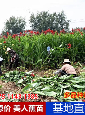 水生红色美人蕉花苗矮生粉色花叶紫叶美人蕉黄色河道浮岛水生植物